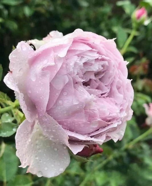 Rare Rosa【Antique Watch/アンティーク ウォッチ】OwnRoot Live Plant|Purple Flower| Norihiro Yajima 古董怀表| Heat Resistant| Less Thorns| Redolent