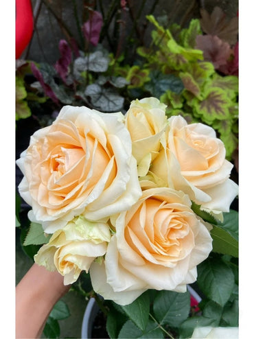 ロサ【ピーチアバランチ】-1.5 ガロン自根| 棘の少ないシャンパンロゼ| 開花期間が長い| 人気| 受賞| 蜜桃雪山 | 豊かに咲く|