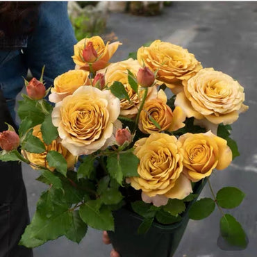 Rosa 【Sueño de pino | ドリームパイン】-Nueva variedad| Paleta vintage| Amarillo mostaza| Brillo rápido | Fragancia dulce | Fuerte vertical | 松之梦