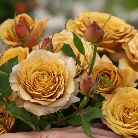 Rosa 【Sueño de pino | ドリームパイン】-Nueva variedad| Paleta vintage| Amarillo mostaza| Brillo rápido | Fragancia dulce | Fuerte vertical | 松之梦