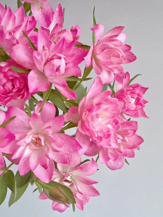 Mini Rose【Astro Sky|アストロスカイ】-1 Gal + OwnRoot Live Plant|Lotus bloom| Abundant flowering|Blooms Abundantly| 天荷繁星|Strong Disease Resistance