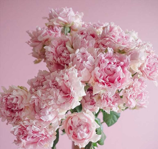 Rose【Candy Flow】Rare 2Gal OwnRoot |Netherlands New varieties| 棉花糖泡泡| Ruffle Lace| Long florescence| Bubble| Climbing| Bloom Repeatedly| Blooms Abundantly