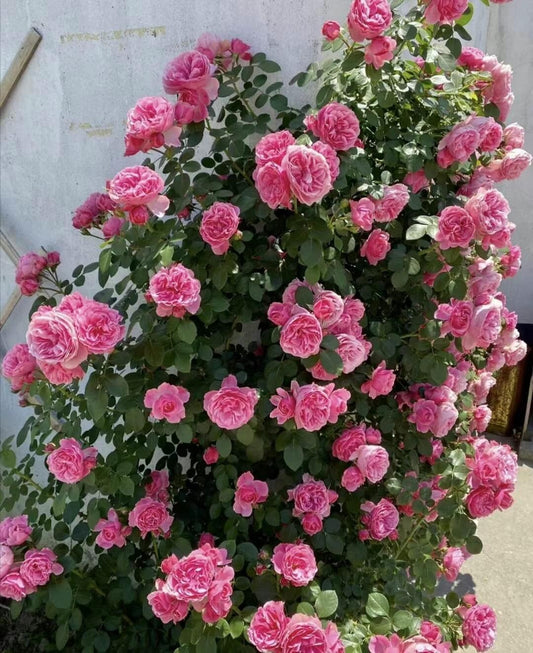 Climbing Rosa 2Gal “Leonardo da Vinci”|MEIdeauri |粉色达芬奇| Redolent| Heat Resistant| Easy to Grow| Abundant Flowering|
