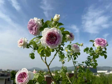 Rare Rosa【Antique Watch/アンティーク ウォッチ】OwnRoot Live Plant|Purple Flower| Norihiro Yajima 古董怀表| Heat Resistant| Less Thorns| Redolent