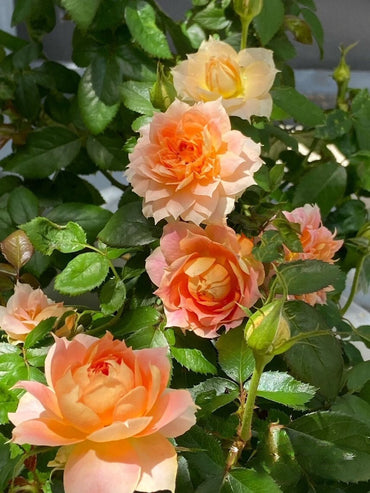 Rare France Rose【Lanterne Citrouille】- 1.5Gal+ OwnRoot| New varieties| Strong Disease Resistance| Blooms Abundantly| Vintage| Variegated 南瓜灯笼