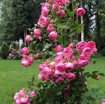 Climbing Rosa“Pomponella” - Rare 1.5 Gal OwnRoot Bare Root|Heat Resistance|Excellent Resistance| 艾拉绒球| Bubblegum Color| つるバラ| Easy to Grow