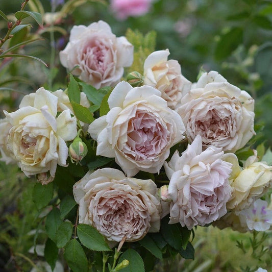 Rare 【Robe D'or |ローズ ローブ ドール】2 Gal Own Root| Fragrance| Discoloration| Repeat Flowering| 金色をまとう| 长袍娃娃| VintageColor| Rice paper Leaf| Less Thorns