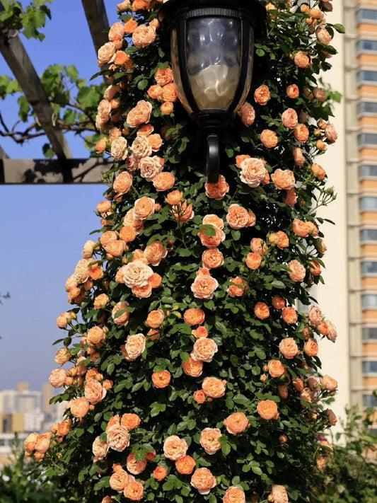 1.5Gal Climbing Rose‘ Apricot Sweet Dream’ |Award-winning variety| Strong Adaptability| Light fastness| Good disease resistance| Easy plant|甜梦