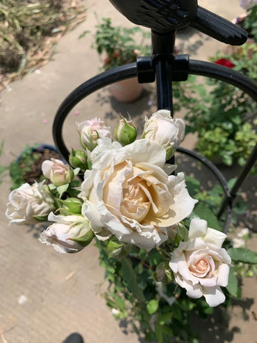 Rare 【Robe D'or |ローズ ローブ ドール】2 Gal Own Root| Fragrance| Discoloration| Repeat Flowering| 金色をまとう| 长袍娃娃| VintageColor| Rice paper Leaf| Less Thorns