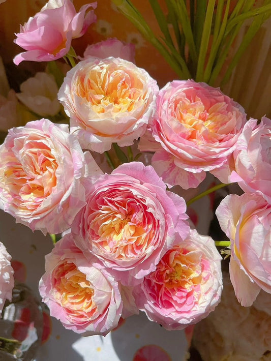 Rose【Monet モネ】DELmovi- OwnRoot| Rosa rayada| Florecer repetidamente | Fuerte resistencia a las enfermedades | Resistente al calor| Floración larga 莫奈