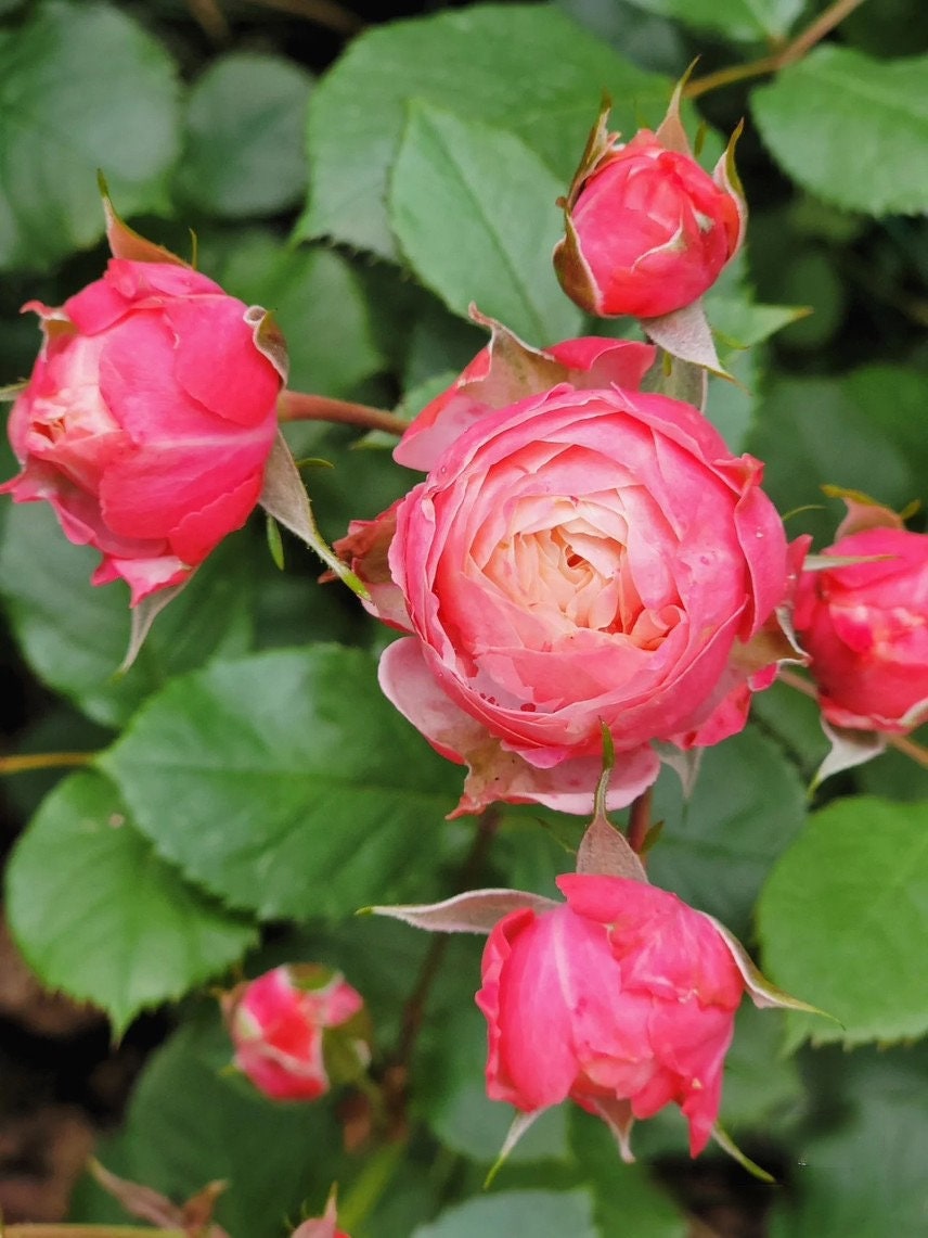 Rose 【Bico Baby Romantica】 2 Gal Own Root| Heat Tolerance and Disease Resistance| Long-lasting Blooms| 浪漫比克 | French romance| Easy Plant|