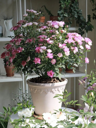 Mini Rose【Astro Sky|アストロスカイ】-1 Gal + OwnRoot Live Plant|Lotus bloom| Abundant flowering|Blooms Abundantly| 天荷繁星|Strong Disease Resistance