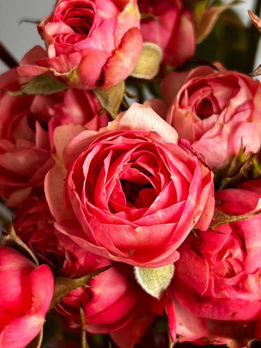 Rose 【Bico Baby Romantica】 2 Gal Own Root| Heat Tolerance and Disease Resistance| Long-lasting Blooms| 浪漫比克 | French romance| Easy Plant|