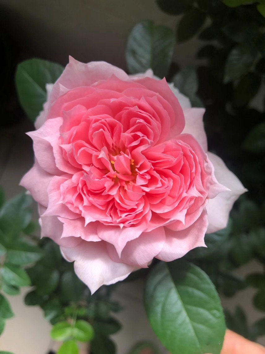 Rose【M-ヴィンテージコーラル· M-Vintage Coral】Own Root|Vintage Palette| Heat Tolerant| Blooms Abundantly| Large Bloom| Strong Upright Flowers 复古珊瑚|