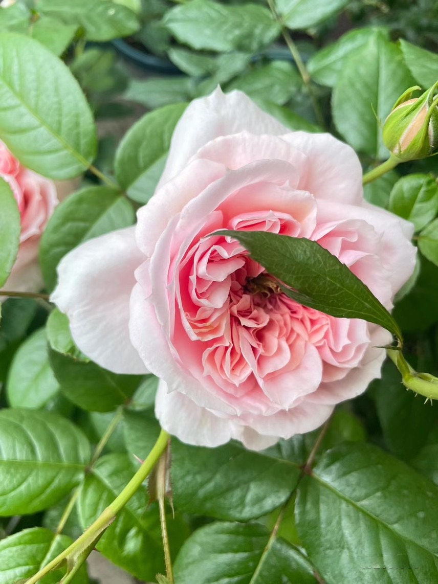 Rose【M-ヴィンテージコーラル· M-Vintage Coral】Own Root|Vintage Palette| Heat Tolerant| Blooms Abundantly| Large Bloom| Strong Upright Flowers 复古珊瑚|