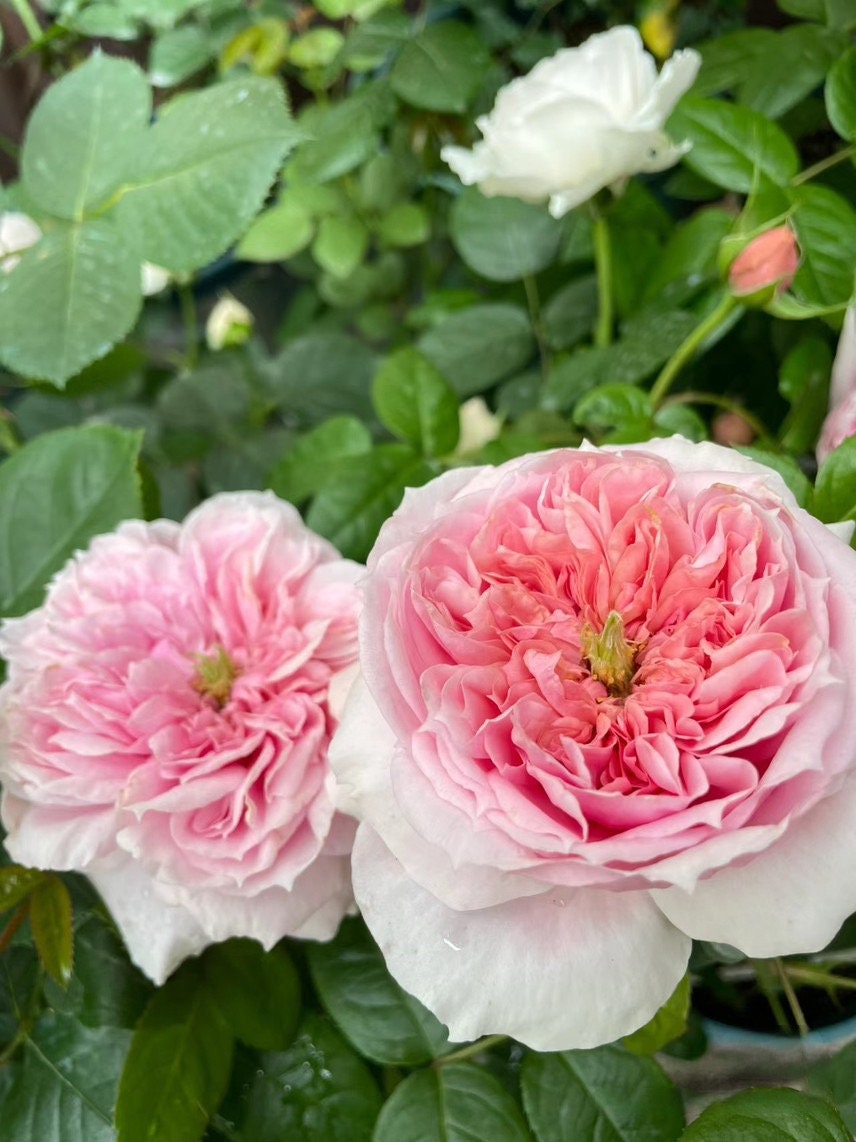 Rose【M-ヴィンテージコーラル· M-Vintage Coral】Own Root|Vintage Palette| Heat Tolerant| Blooms Abundantly| Large Bloom| Strong Upright Flowers 复古珊瑚|