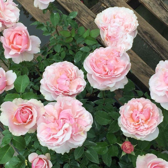 Rose【M-ヴィンテージコーラル· M-Vintage Coral】Own Root|Vintage Palette| Heat Tolerant| Blooms Abundantly| Large Bloom| Strong Upright Flowers 复古珊瑚|