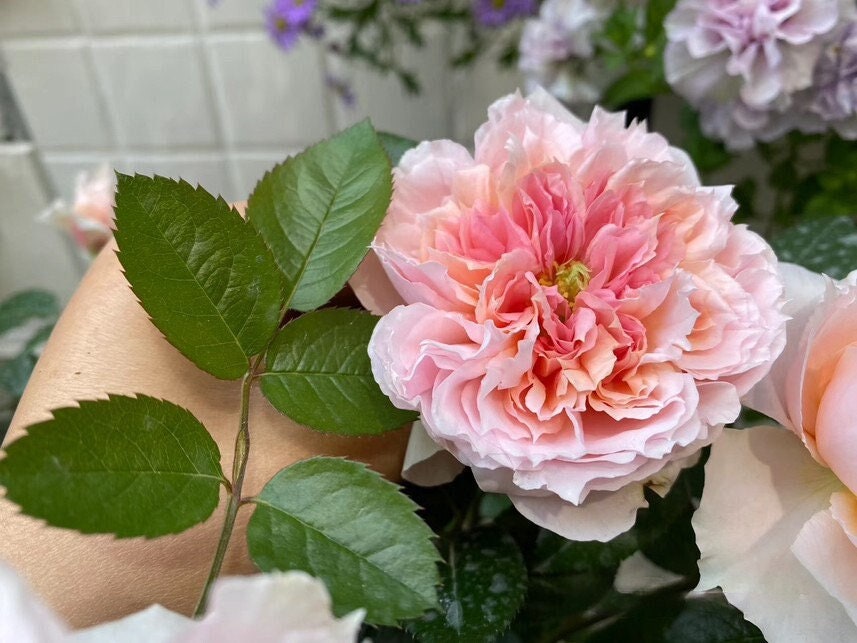 Rose【M-ヴィンテージコーラル· M-Vintage Coral】Own Root|Vintage Palette| Heat Tolerant| Blooms Abundantly| Large Bloom| Strong Upright Flowers 复古珊瑚|