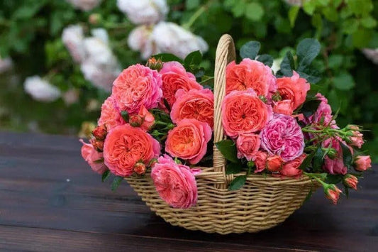 Rose【Ignite Cherry| 点火樱桃】-OwnRoot| Heat and Sun Tolerant | Abundant Blooming| Bloom Repeatedly| Strong Upright Flowers| Rain-Resistant