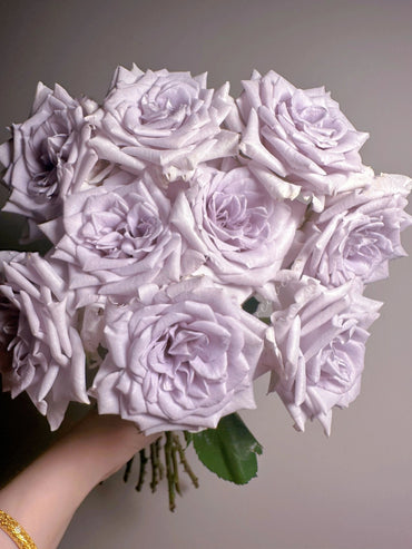 Blue Rose【Blue Gravity|ブルーグラビティ】 1.5 Gal Japanese Rare Own Root| 蓝色引力| Heat and Sun Tolerant| Strong Disease Resistance| Bloom Repeatedly|