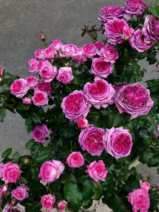 Rosa【Thierry Marx】 -1.5 Gal OwnRoot BareRoot| CitrusFragrance| Award-winning| Rare Violet| BlueberryCake| Heat& cold resistant| 蓝莓蛋糕