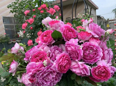 Rosa【Scheherazade| シェエラザード】- Planta viva OwnRoot | Rosa rara| Fragancia fuerte | Premiado |Encaje con volantes| Sin espinas | 天方夜谭| Tolerante al sol