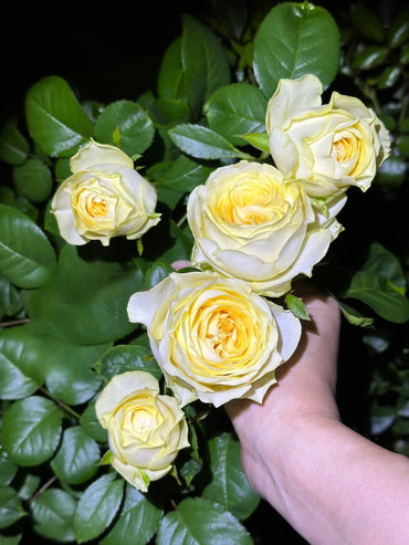 Rose【Butter Cup】 1.5 Gal OwnRoot|Netherlands Cutting Rose| 奶油杯 | Strong Disease Resistance| Bloom Repeatedly| Less Thorns | 暖玉|