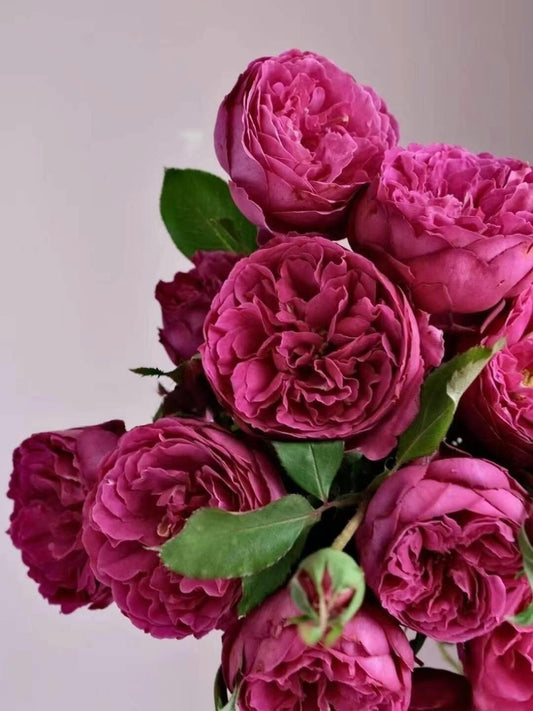 Yves {Scent Garden| ジャルダンパフューメ}|Japanese 1.5 Gal Own Root| Peony-shaped |Strong Fragrance| 迷情芳香| 芳香花园| Jardin parfume| Heat &cold resistan