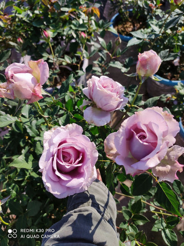Brown Rosa【Sharitetowa| シャリテトワ】- Japanese OwnRoot|Lemon Scent| Heat resistant| 慈善|Thornless| Strong Adaptability| Good Branching