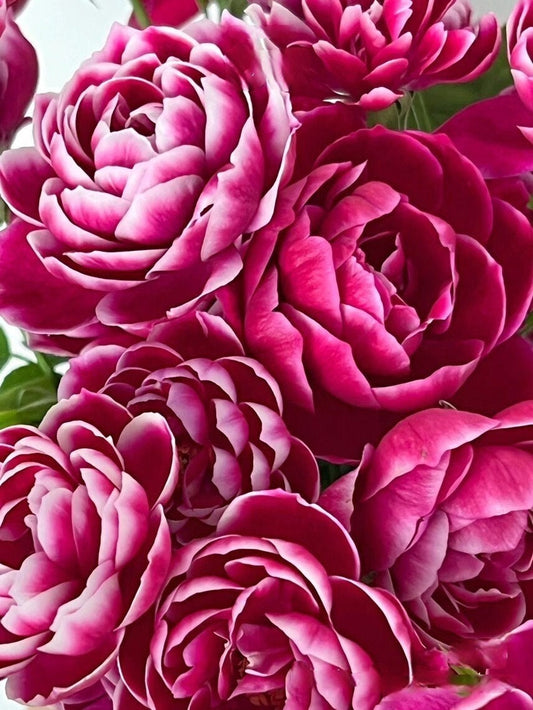 レア【マリーローズ|マリーローズ】-1 Gal OwnRoot |繰り返し咲きます|牡丹の花|強い耐病性|強力なアップライト |開花期間が長い 玛丽