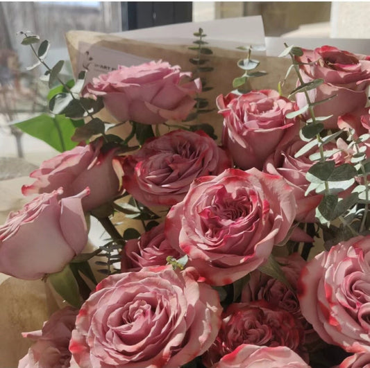 Rose【Latte -Cappuccino| カプチーノコーヒー】-MATTcup| 1 Gal+ OwnRoot| Super RARE,Florists Rose| 卡布奇诺| Easy to Grow| Excellent Resistance| New Varieties 2019|