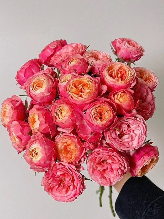 Rose 【Bico Baby Romantica】 2 Gal Own Root| Heat Tolerance and Disease Resistance| Long-lasting Blooms| 浪漫比克 | French romance| Easy Plant|