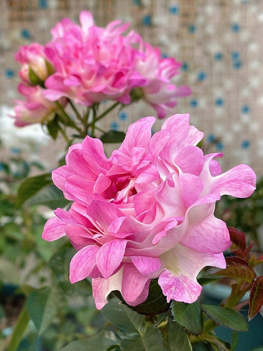 Rare Rosa{Sea Anemone|シーアネモネ}-1.5 Gal OwnRoot|Fireworks Flower| KOL| Thornless| Chrysanthemum Bloom| Good Disease Resistance| 海葵