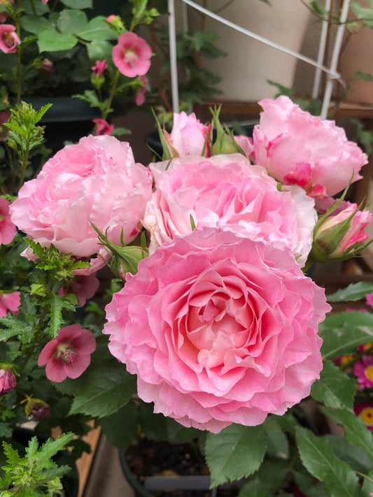 Popular Rose【Neptune King Terrazza】 -1Gal OwnRoot| LargeFlower| Wave Bloom| Strong Adaptability| Heat-Resisting|Peony 海神王| Redolent