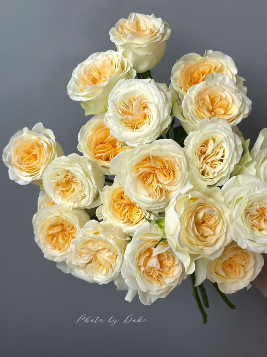 Rose【Butter Cup】 1.5 Gal OwnRoot|Netherlands Cutting Rose| 奶油杯 | Strong Disease Resistance| Bloom Repeatedly| Less Thorns | 暖玉|