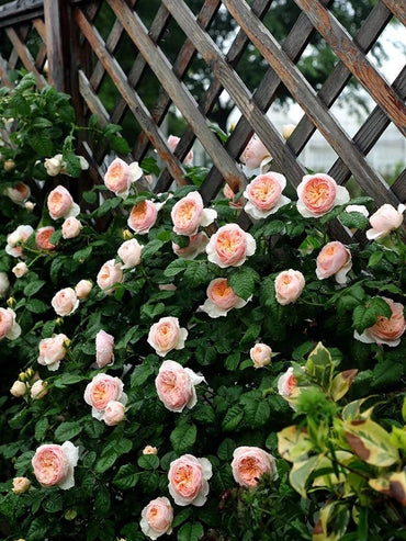 Rose【HanXian |涵仙】-OwnRoot Live Plant|both a climber and a shrub | Rain-Resistant| Abundant Blooming| 2021 New Varieties| Strong Growth