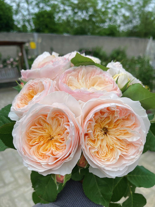 Rose【HanXian |涵仙】-OwnRoot Live Plant|both a climber and a shrub | Rain-Resistant| Abundant Blooming| 2021 New Varieties| Strong Growth