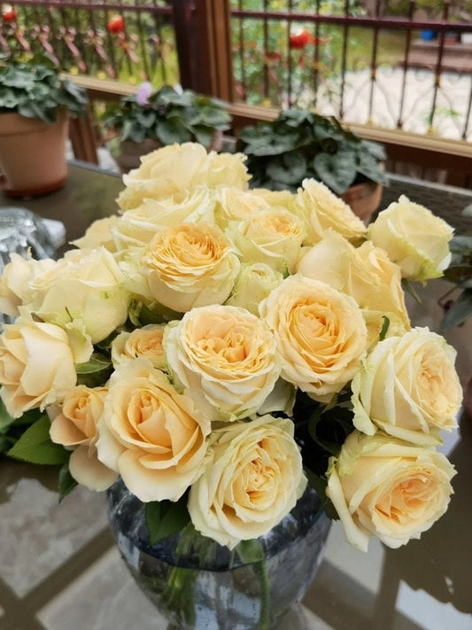 ロサ【ピーチアバランチ】-1.5 ガロン自根| 棘の少ないシャンパンロゼ| 開花期間が長い| 人気| 受賞| 蜜桃雪山 | 豊かに咲く|