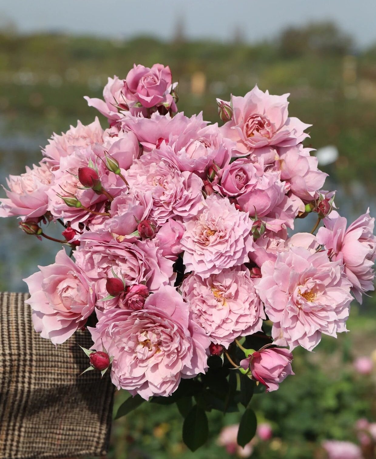 Rose【Dreamy Violet|幻紫】-1Gal OwnRoot| Rare New Variety -2021 | Lotus Pink| Heat Resistant| Purple Rose| Lotus Pink| Abundant Blooming| 天狼