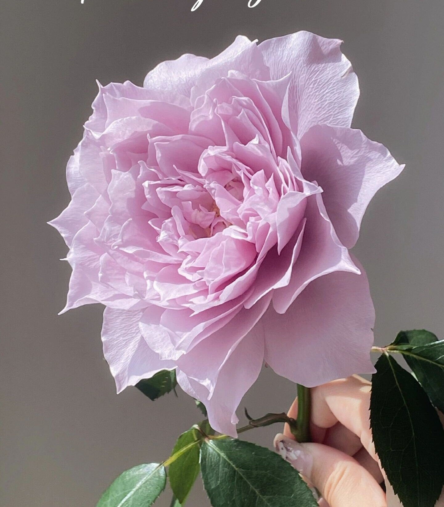 Rose【Dreamy Violet|幻紫】-1Gal OwnRoot| Rare New Variety -2021 | Lotus Pink| Heat Resistant| Purple Rose| Lotus Pink| Abundant Blooming| 天狼
