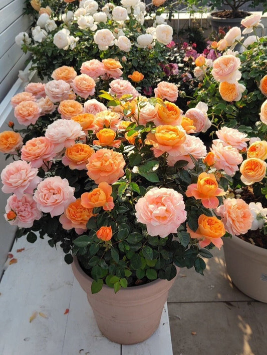 Rosa【Terraza Jugosa| ジューシーテラッツァ】- 1,5 Gal OwnRoot| Rosa holandesa| Fuerte resistencia a las enfermedades | Colores vivos | Floración abundante| Miniatura 果汁阳台