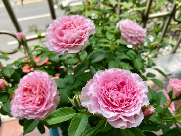 Popular Rose【Neptune King Terrazza】 -1Gal OwnRoot| LargeFlower| Wave Bloom| Strong Adaptability| Heat-Resisting|Peony 海神王| Redolent