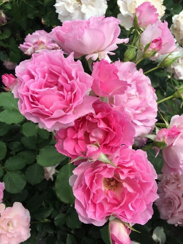 Rose【Pink of Princess| ピンクオブプリンセス】-1.5 Gal OwnRoot Live Plant| 河本オリジナル| 粉红公主 Less Thorns| Wavy Bloom