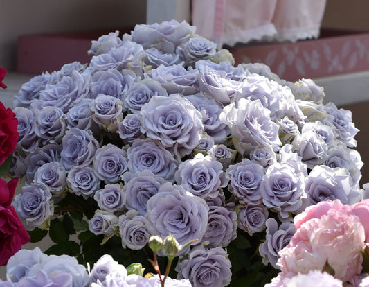 Blue Rose【Blue Gravity|ブルーグラビティ】 1.5 Gal Japanese Rare Own Root| 蓝色引力| Heat and Sun Tolerant| Strong Disease Resistance| Bloom Repeatedly|