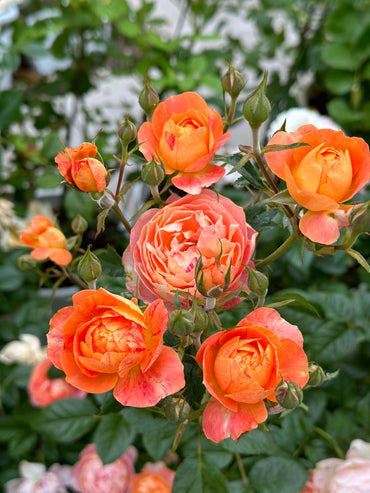 Rose【Juice Splash Rose】 - 果汁飛沫のバラ|1.5 Gal OwnRoot| 果汁飞溅 | Rainbow Flower| Each one being unique| Stripes| Less Thorns| Sun Tolerant|