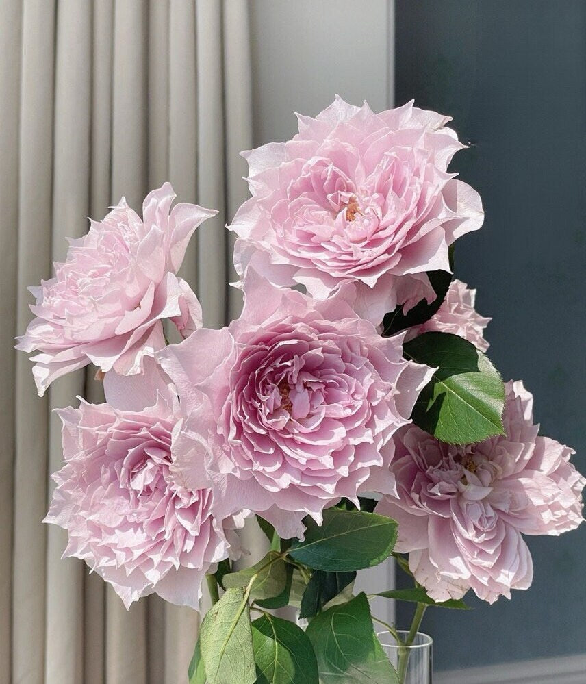 Rose【Dreamy Violet|幻紫】-1Gal OwnRoot| Rare New Variety -2021 | Lotus Pink| Heat Resistant| Purple Rose| Lotus Pink| Abundant Blooming| 天狼