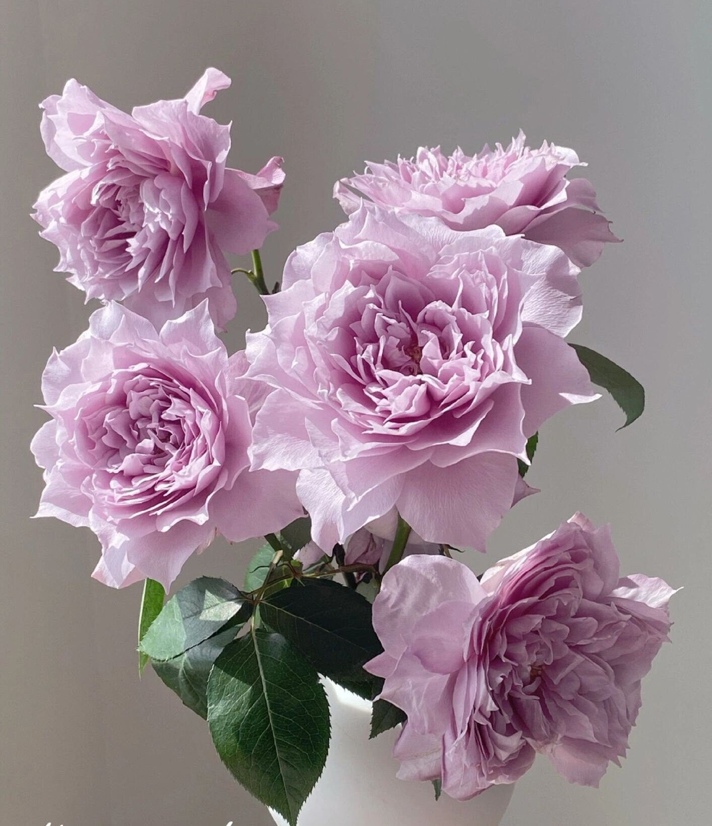 Rose【Dreamy Violet|幻紫】-1Gal OwnRoot| Rare New Variety -2021 | Lotus Pink| Heat Resistant| Purple Rose| Lotus Pink| Abundant Blooming| 天狼