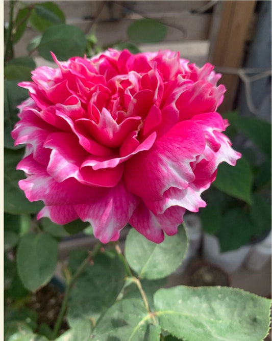 Rose【Purple Mist Frost |紫雾凝霜】1.5 Gal+ Nuevas variedades OwnRoot| Floración ondulada| Fuerte adaptabilidad | Loto| Floribunda Rosa| 天狼| Resistente al calor