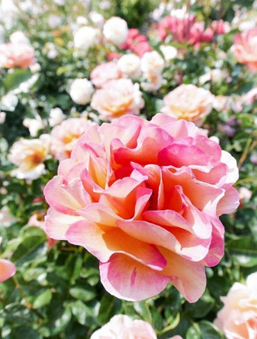 Rose 【La Parisienne 】3 Gal OwnRoot| Discoloration | Multi-color| Variegated| Fragrance| Less thorns| Strong disease resistance|巴黎少女