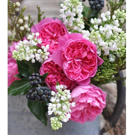 Rose【Raphael |ラファエル】 -OwnRoot Live Plant|Israfel| 河本 純子| Heat Resistant| 拉斐尔天使| Easy to Grow| つるバラ| Long flowering period| Strong Disease Resistance